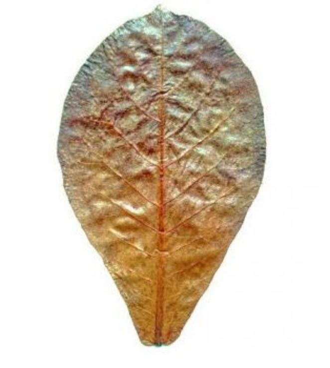 Ketapang-листья индийского миндаля., фото №5