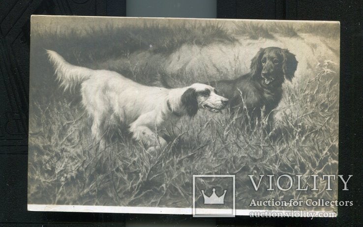  Охота собаки до 1917 г, фото №2