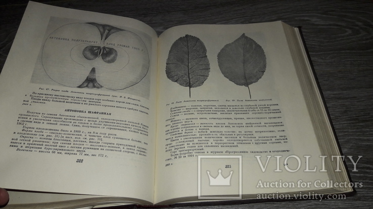 Мичурин И.В. Избранные сочинения 1955г. 100лет со дня рождения, фото №5