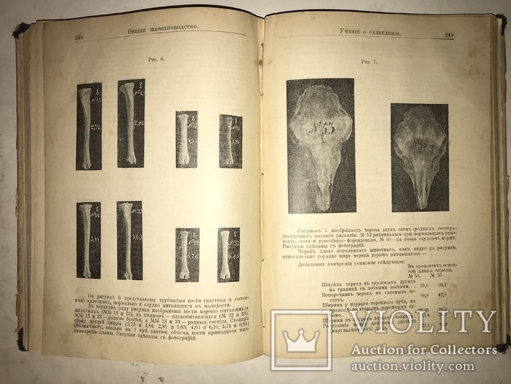 1913 Животноводство Сельское Хозяйство Издание Девриена, фото №5