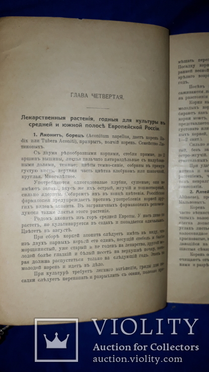 1917 Сбор и сушка лекарственных растений в России, фото №4