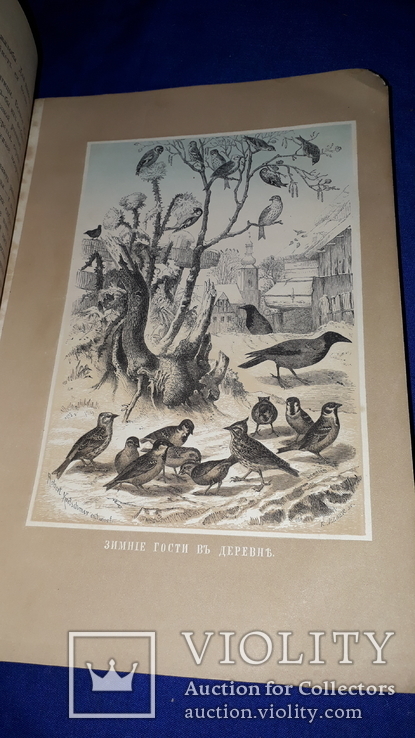 1866 Жизнь птиц с 27 цветными иллюстрациями, фото №6