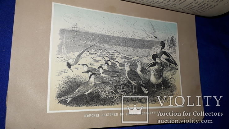 1866 Жизнь птиц с 27 цветными иллюстрациями, фото №12