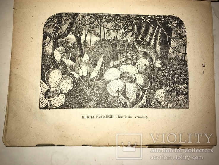 1891 Календарь Флоры Медведева, фото №9
