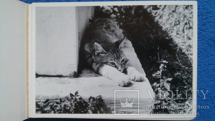 Открытки CATS - (кошка) 18 шт. 1 лотом, фото №3