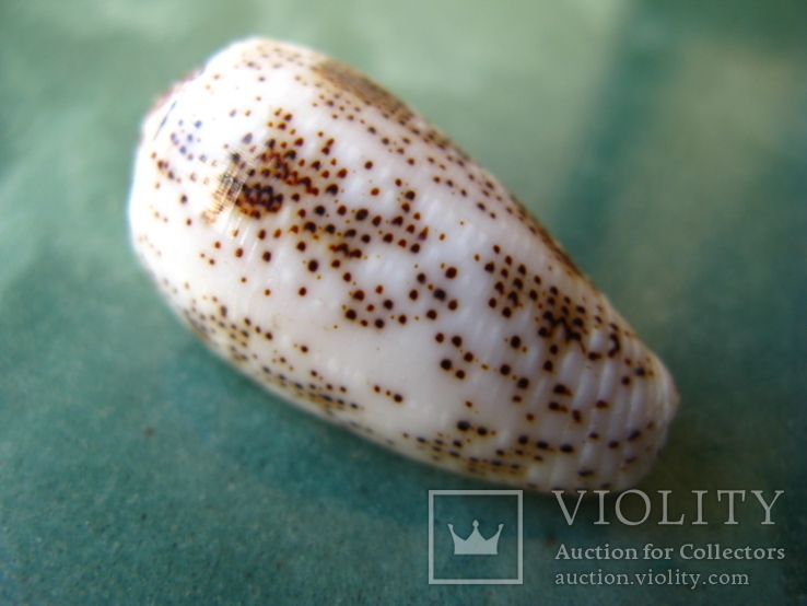Морская ракушка Конус Conus stercusmuscarum, фото №2