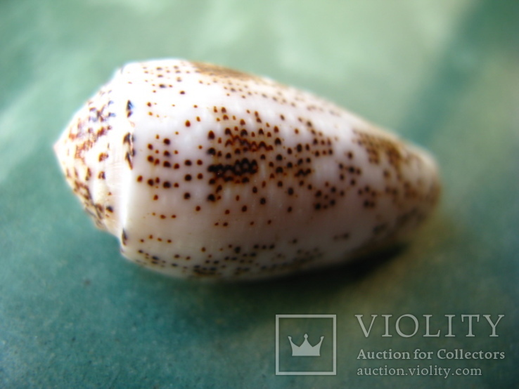 Морская ракушка Конус Conus stercusmuscarum, фото №3