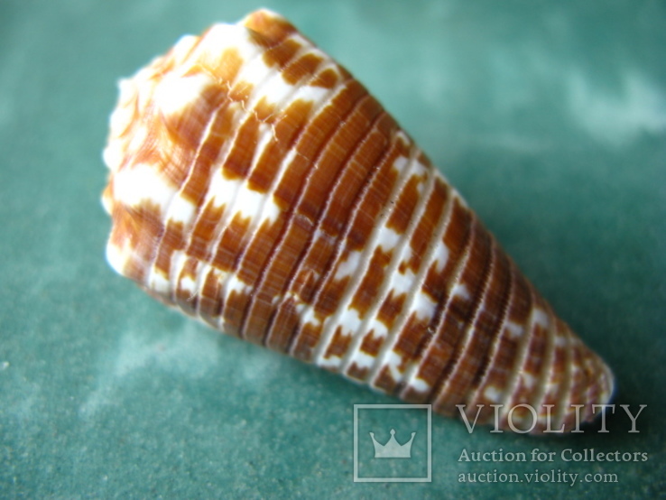 Морская ракушка Конус sulcocastaneus, фото №2