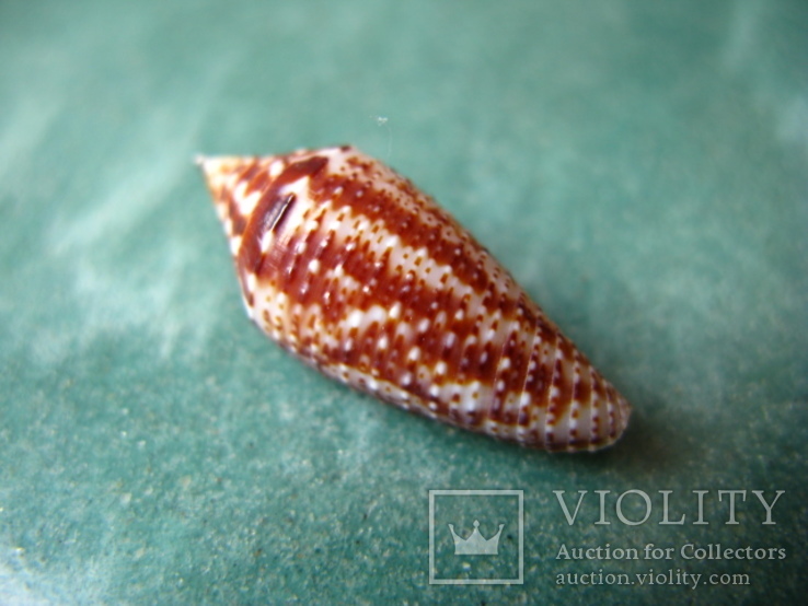 Морская ракушка Конус Conus mahogani, фото №2