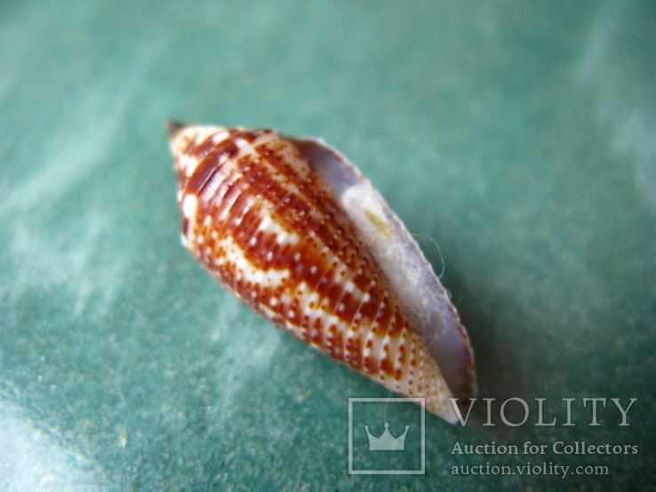 Морская ракушка Конус Conus mahogani, фото №3