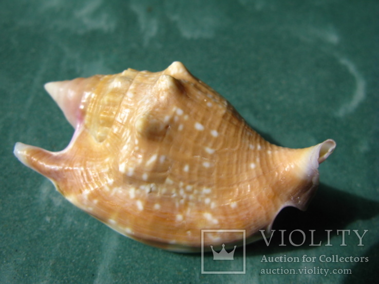 Морская ракушка Стромбус булла, фото №2