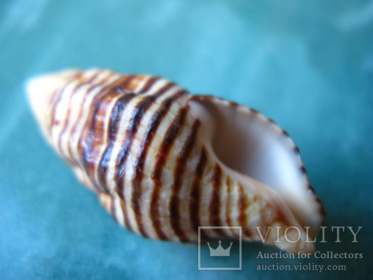 Морская ракушка раковина Latirus turritus, фото №4