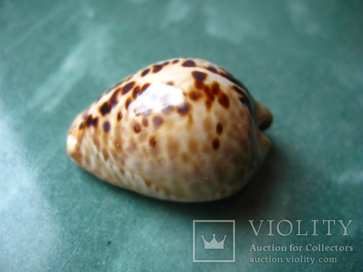 Морская ракушка Ципрея мус 40 мм, фото №6