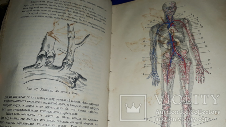 1908 Анатомия и физиология человека, numer zdjęcia 2