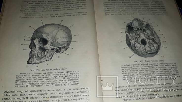 1908 Анатомия и физиология человека, numer zdjęcia 9