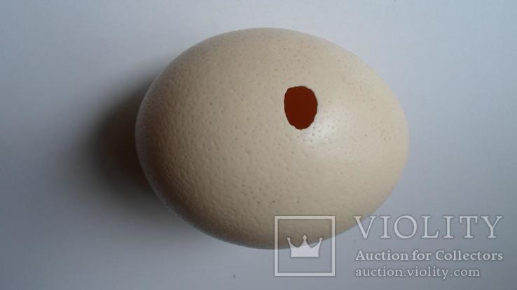 Яйцо страуса, фото №3