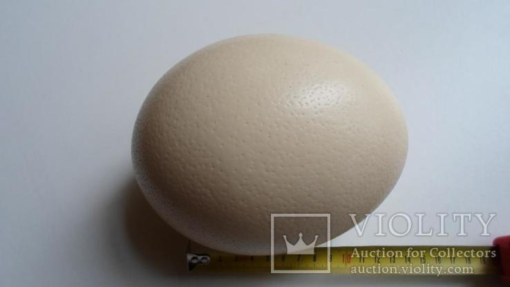 Яйцо страуса, фото №5