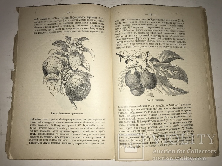 1914 Как вырастить Лимоны и Апельсины в комнате, фото №2