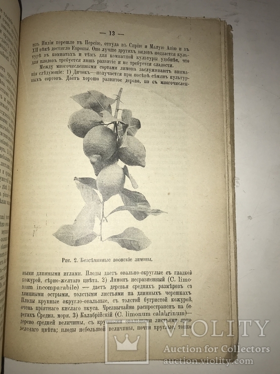 1914 Как вырастить Лимоны и Апельсины в комнате, фото №7