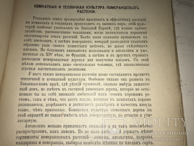 1914 Как вырастить Лимоны и Апельсины в комнате, фото №9