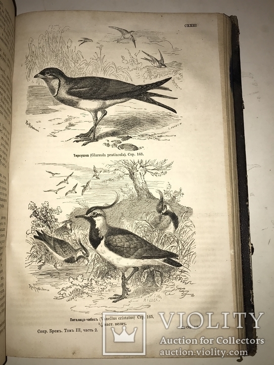 1875 Жизнь Птиц Книга с Шикарными гравюрами, фото №4