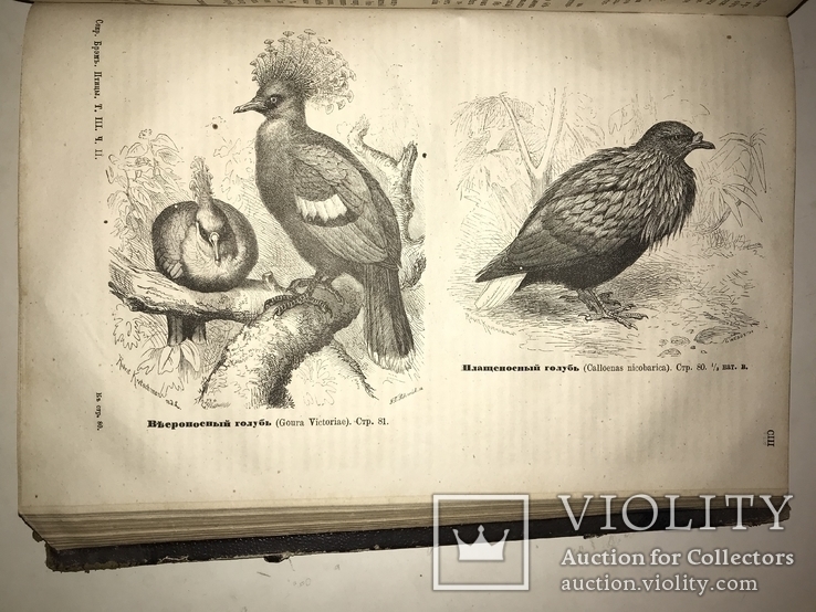 1875 Жизнь Птиц Книга с Шикарными гравюрами, фото №5