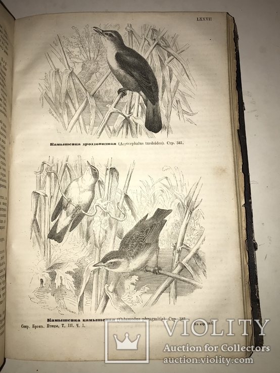 1875 Жизнь Птиц Книга с Шикарными гравюрами, фото №6