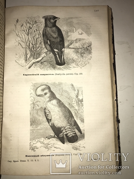1875 Жизнь Птиц Книга с Шикарными гравюрами, фото №7