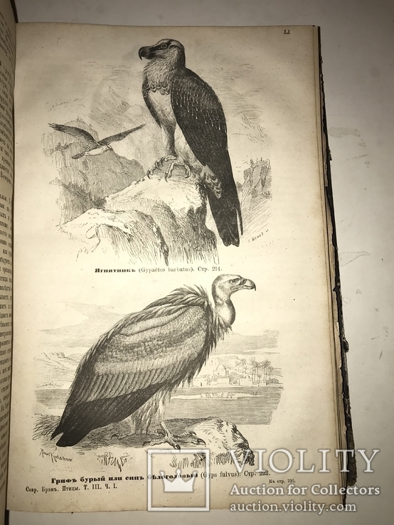 1875 Жизнь Птиц Книга с Шикарными гравюрами, фото №8