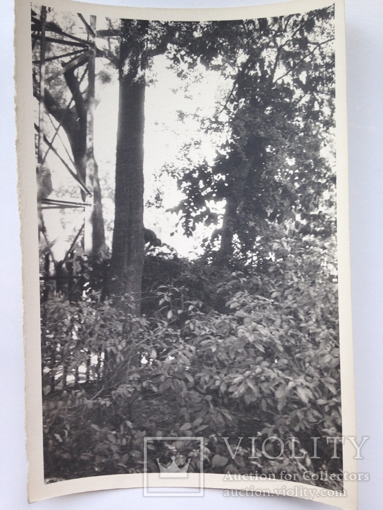 Фото  Индия  Обезьяна на дереве 1963-1964 120х180 мм., фото №2