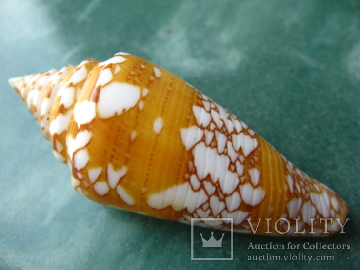 Морская ракушка Конус Conus amadis f.arbonatalis 68 мм, фото №2