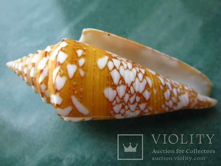 Морская ракушка Конус Conus amadis f.arbonatalis 68 мм, фото №4