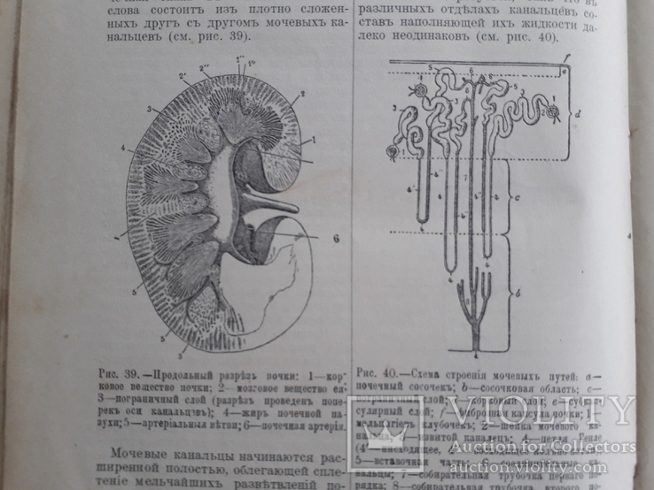 Энциклопедическй словарь Граната. Том 2, фото №12