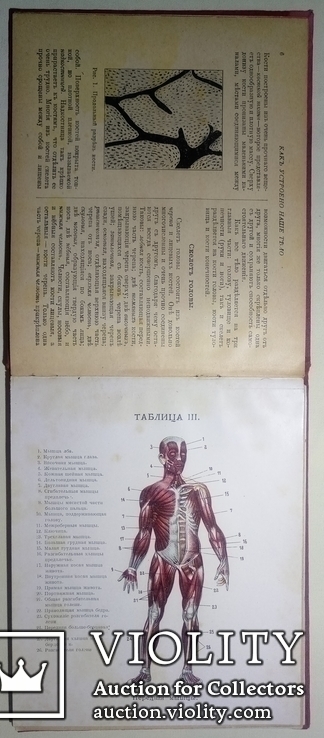 1912  Как устроено наше тело. Анатомия для всех, фото №9