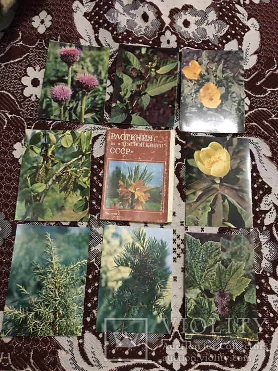 Растения из красной книги СССР, фото №2