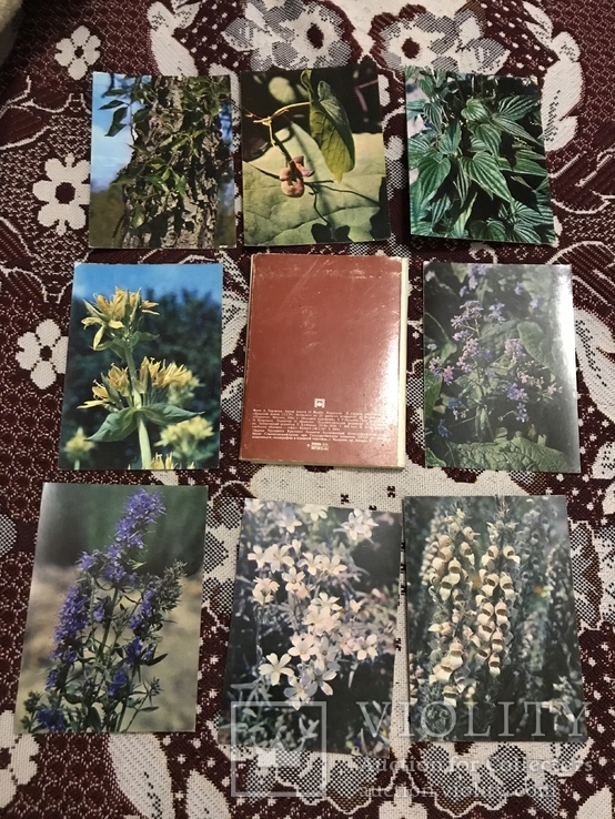 Растения из красной книги СССР, фото №4