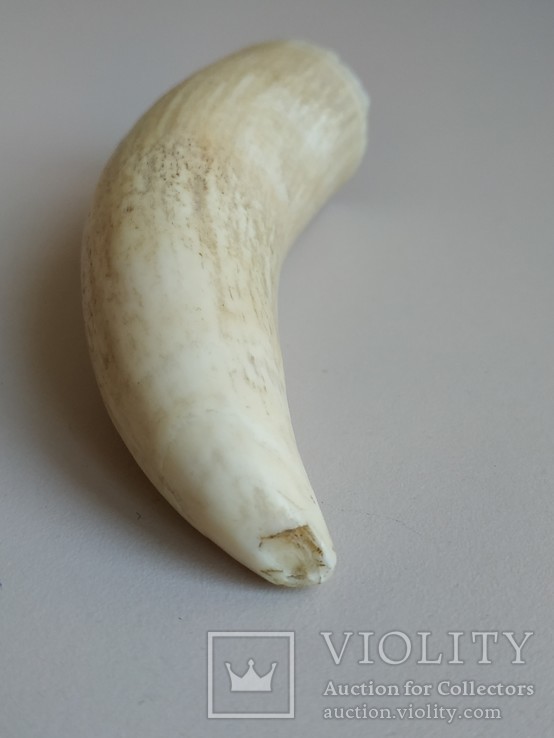 Зуб кашалота. 72,4 грамм., фото №8