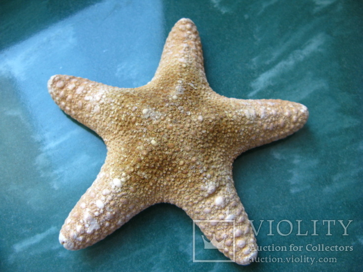 Морская звезда Филиппинская