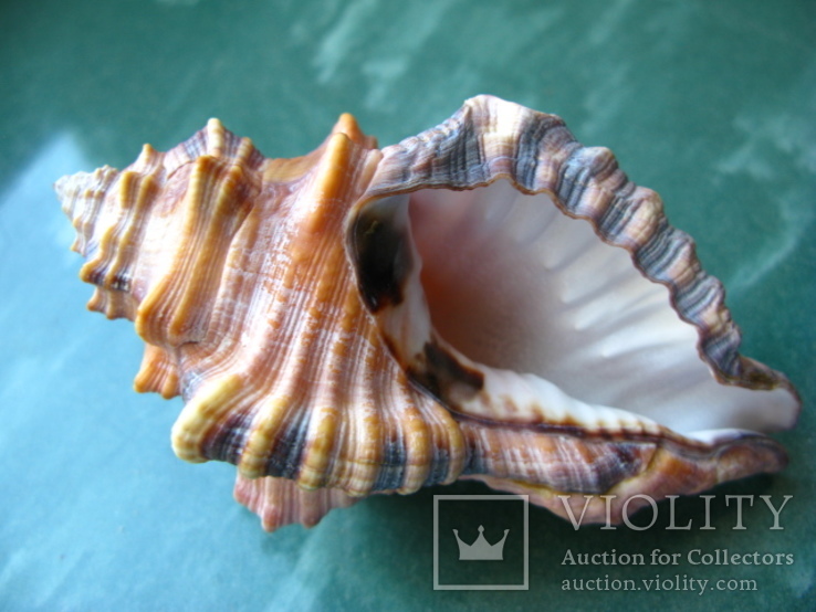 Морская ракушка раковина Циматиум лоториум 112 мм, фото №3