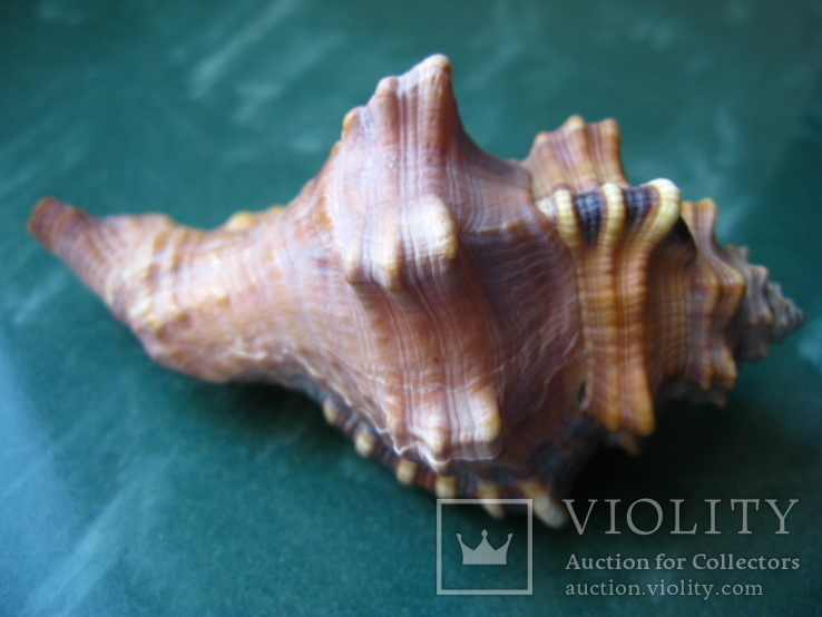 Морская ракушка раковина Циматиум лоториум 112 мм, фото №4