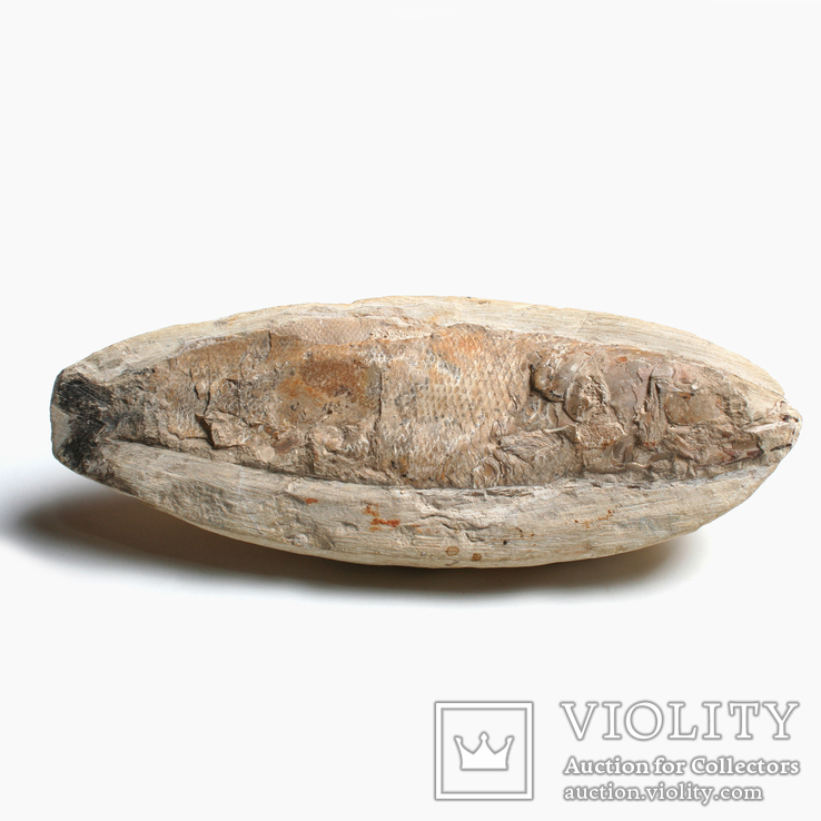 Скам'яніла риба рацолепіс крейдового періоду в камені