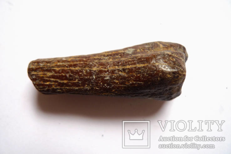 Фрагмент обкатоної гомілкової кістки тюленя монахопсіс неогенового періоду, фото №3