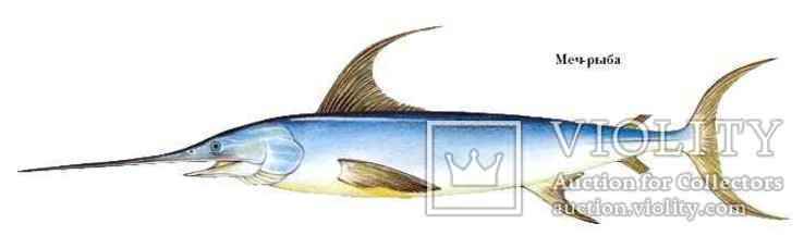 Рыба меч 2. Рыба-меч. Рыба меч доклад. Рострум рыба меч. Рыба меч информация для детей.