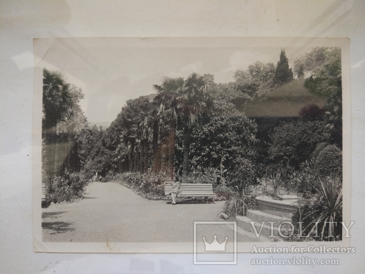 1950-е, Пальмовая аллея Никитского бот.сада, фото №2