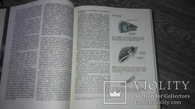 Рыбы Ф. Оммани 1975г., фото №6