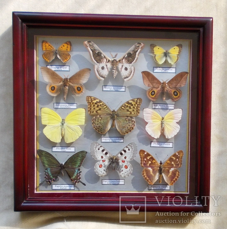 Тропические бабочки в рамке, фото №2