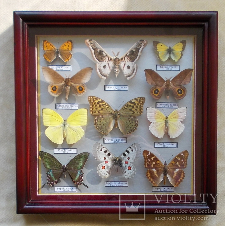 Тропические бабочки в рамке, фото №7