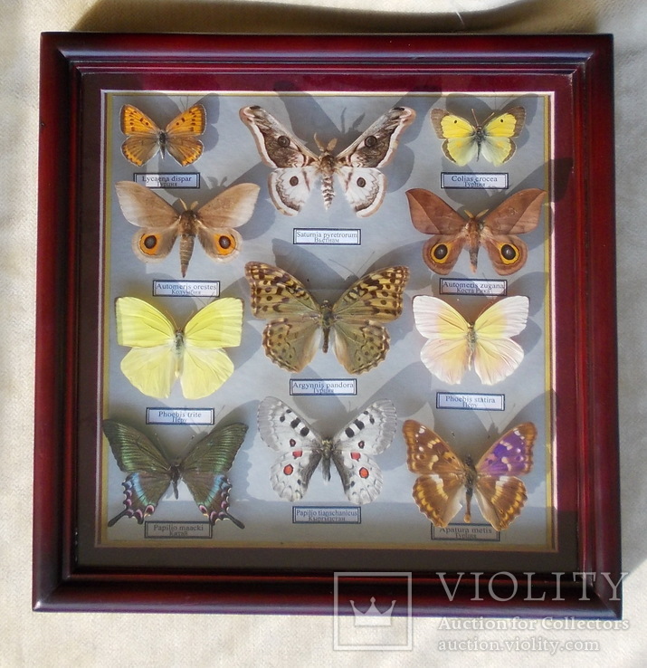 Тропические бабочки в рамке, фото №8