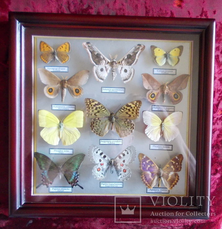 Тропические бабочки в рамке, фото №10