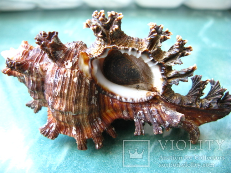 Морская ракушка Чихореус Chicoreus palmarosae104 мм, фото №3
